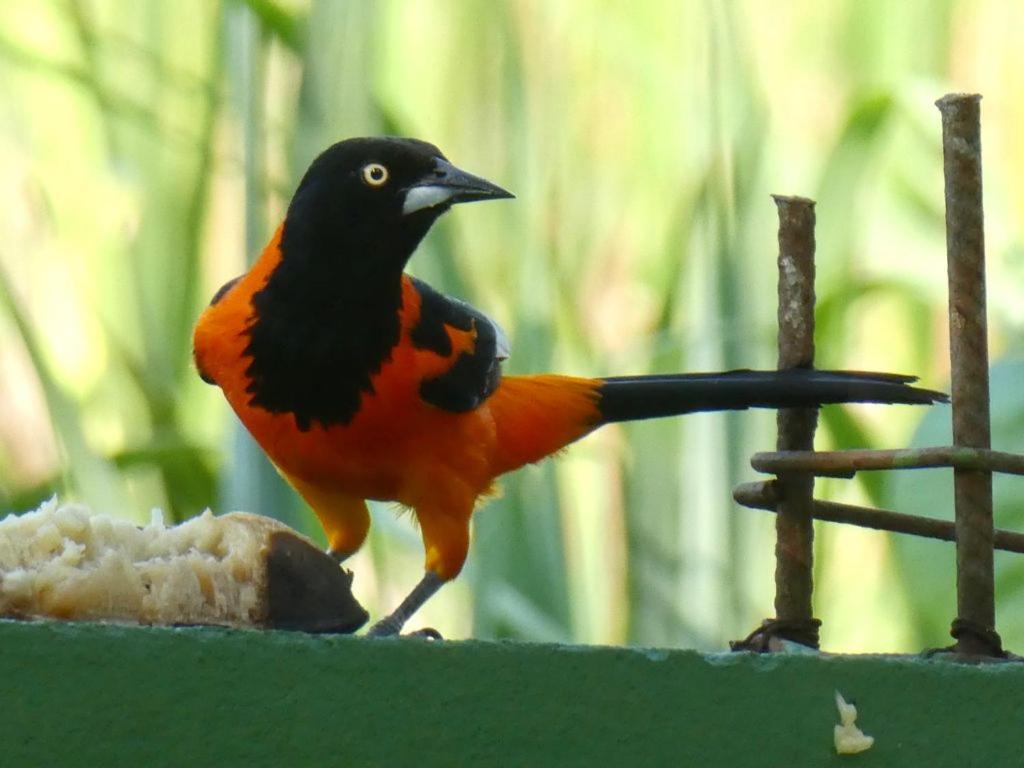 Pousada Mangue Seco Itaunas  Exteriér fotografie