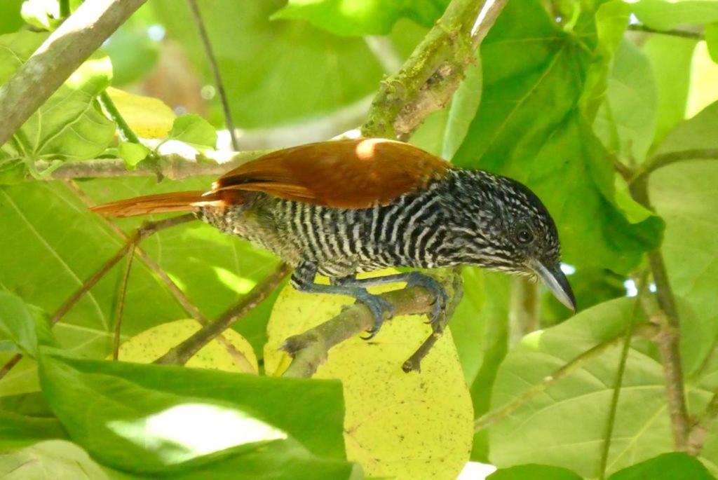 Pousada Mangue Seco Itaunas  Exteriér fotografie